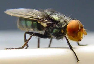 A Flesh-Eating Parasite the US Spent 50 Years Eradicating Has Returned