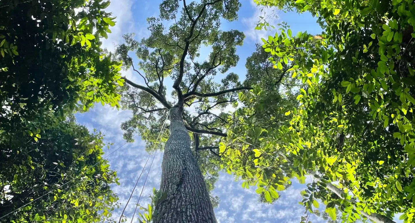 Giant Trees Defy Gravity — No Trouble Pumping Water to Top Branches, Study Finds