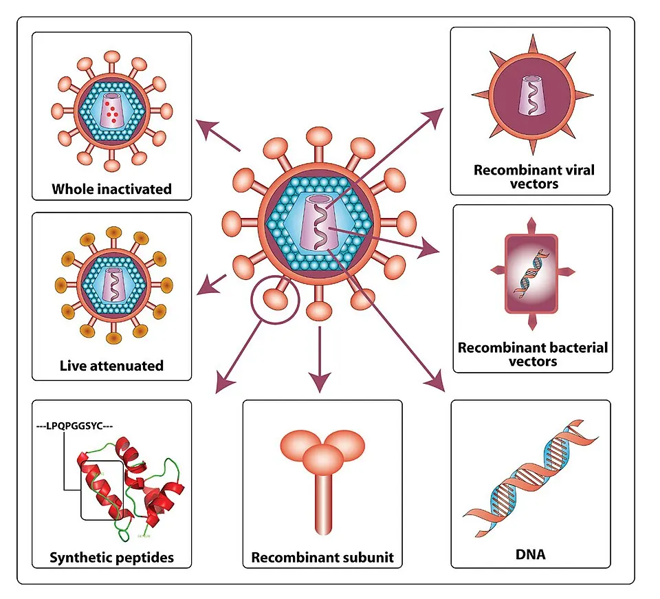 HIV Vaccine Generates Broadly Neutralizing Antibodies in Primates for First Time