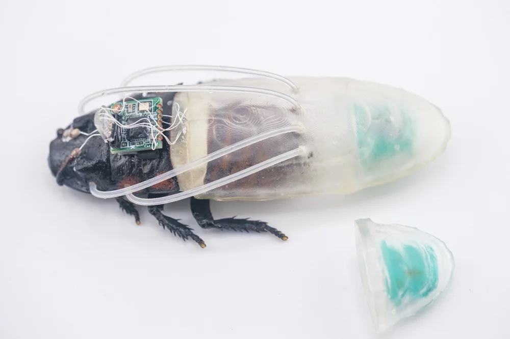 NTU Builds a Diving Suit for Cyborg Cockroaches — They Worked Underwater for 3 Hours