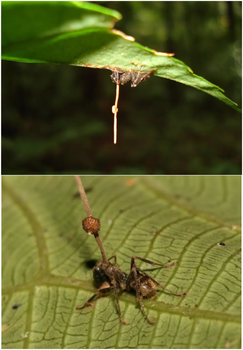 Six Mind-Controlling 'Zombie Fungi' Found in Mexico's Forests, One Named for Guillermo del Toro