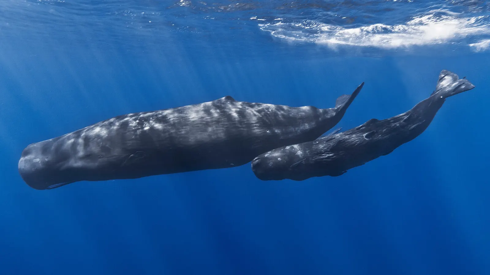 A mother sperm whale and her calf underwater